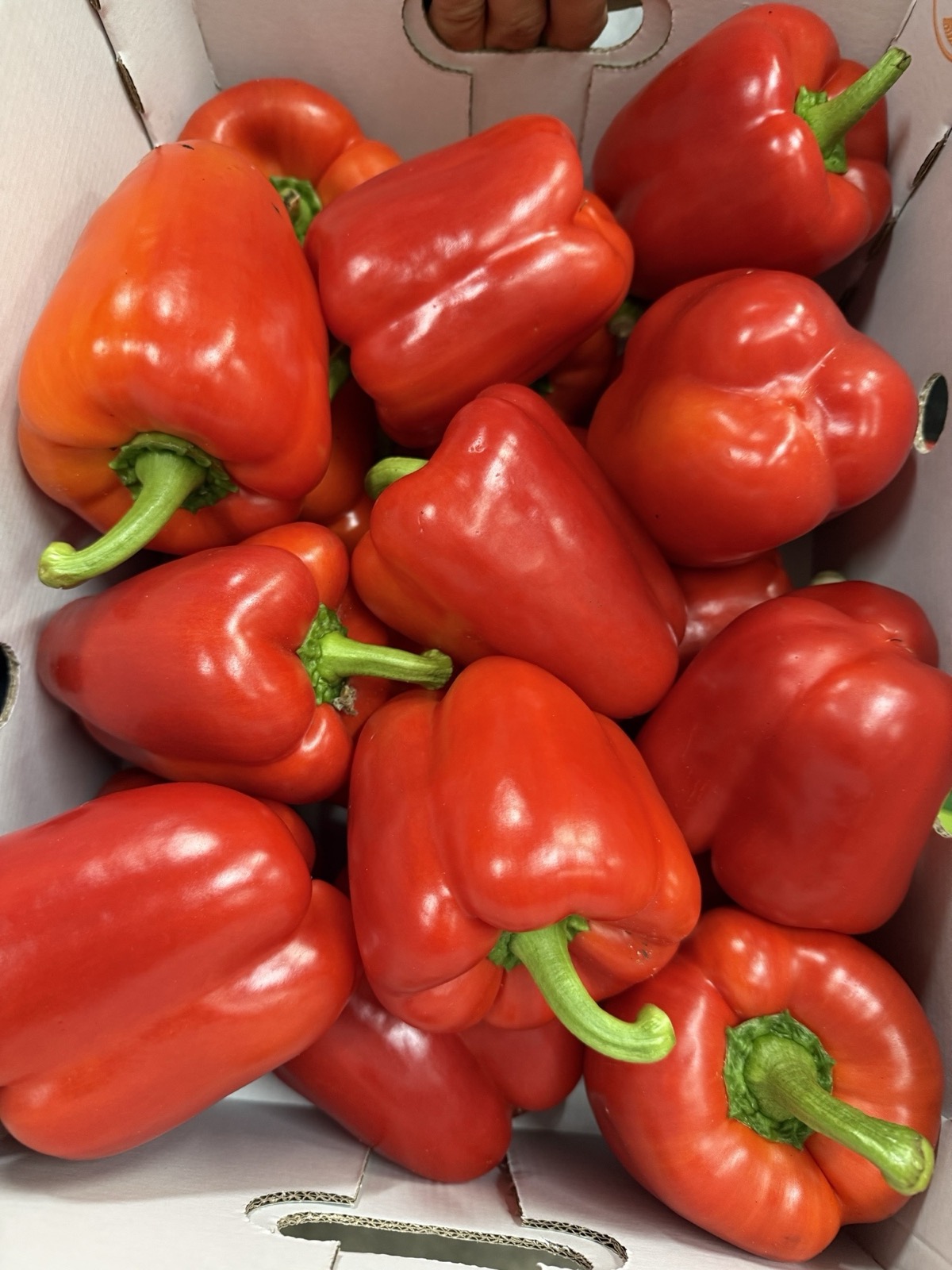Paprika kg