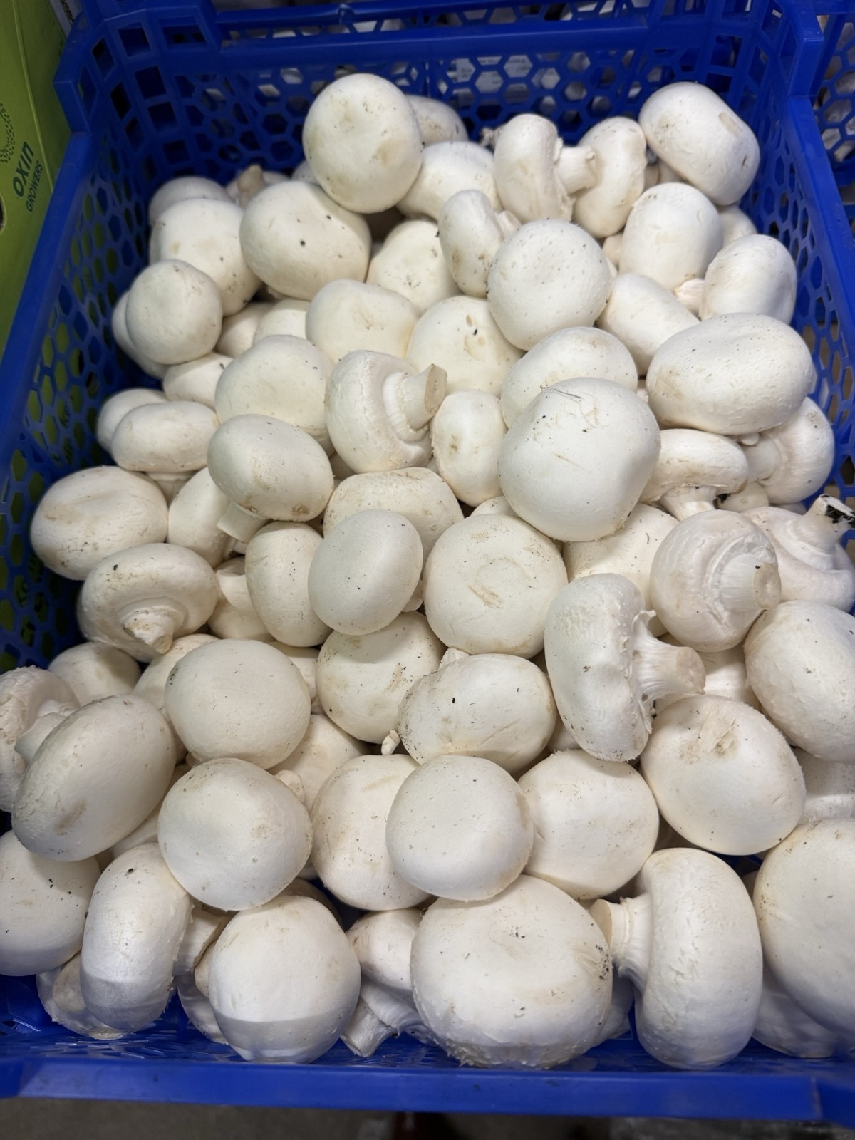 Pilze 2,5kg frisch